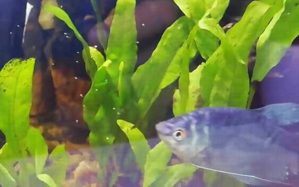 曼龙鱼是什么鱼?