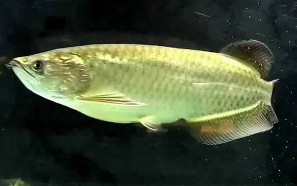 澳洲星点龙鱼是什么鱼?