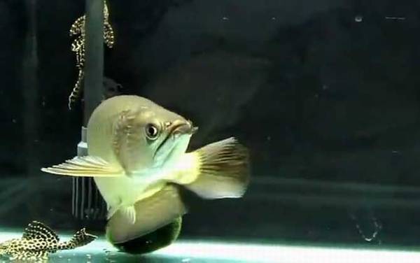 澳洲星点龙鱼是什么鱼?