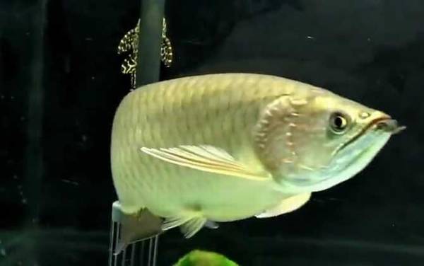 澳洲星点龙鱼是什么鱼?