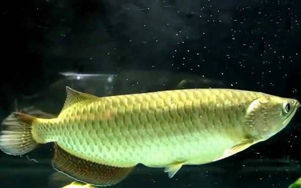 澳洲星点龙鱼是什么鱼?