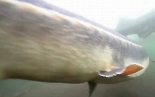 鲟龙鱼是什么鱼?