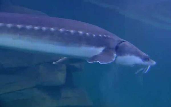 鲟龙鱼是什么鱼?