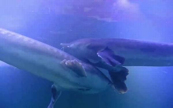 鲟龙鱼是什么鱼?