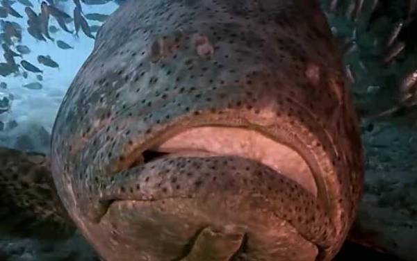 龙趸鱼是什么鱼?