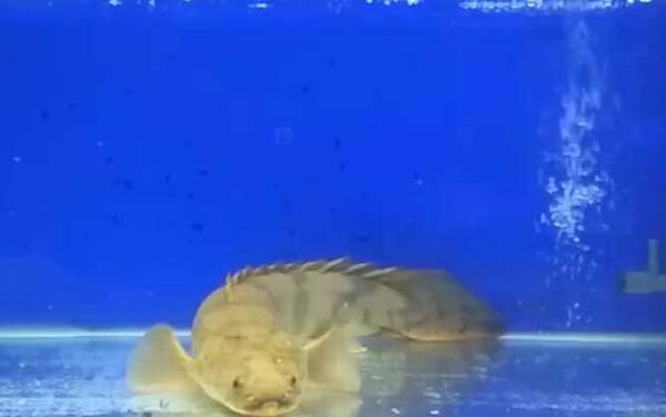 九角龙鱼是什么鱼?