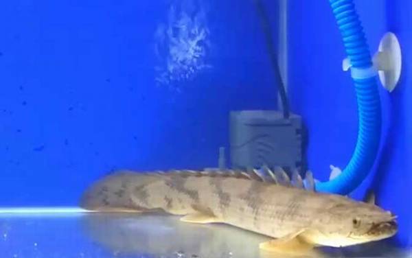 九角龙鱼是什么鱼?