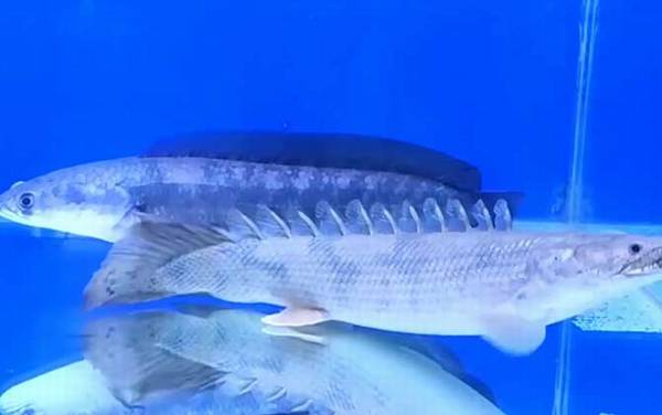 九角龙鱼是什么鱼?