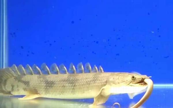 九角龙鱼是什么鱼?