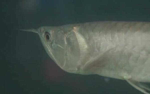 银龙鱼怎么养最好?