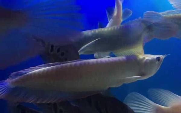 银龙鱼常见病及防治方法