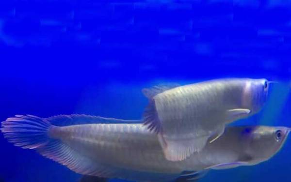 银龙鱼常见病及防治方法