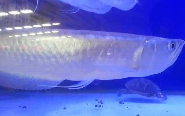 银龙鱼吃什么食物?