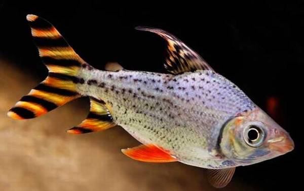银龙鱼混养什么鱼最好?