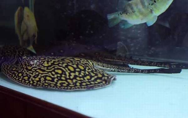 银龙鱼混养什么鱼最好?