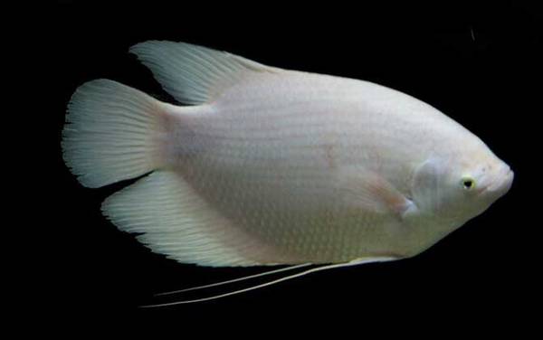 银龙鱼混养什么鱼最好?