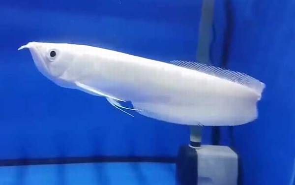 银龙鱼不吃食怎么回事?