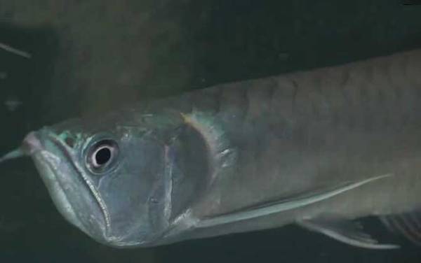 银龙鱼不吃食怎么回事?
