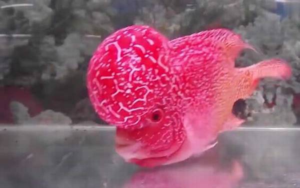 罗汉鱼怎么养起头快?