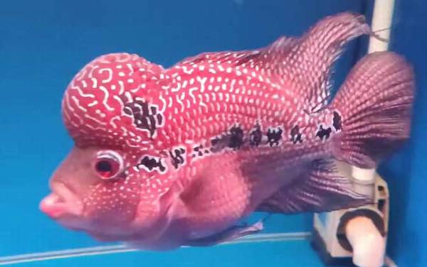 罗汉鱼怎么养起头快?