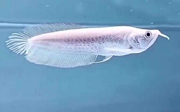 银龙鱼水温多少合适?