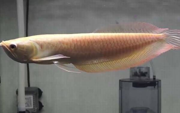 银龙鱼水温多少合适?