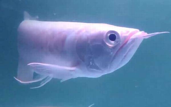 银龙鱼水温多少合适?