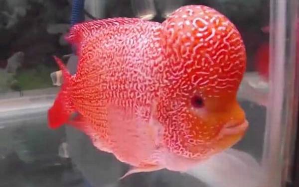 罗汉鱼是什么鱼?