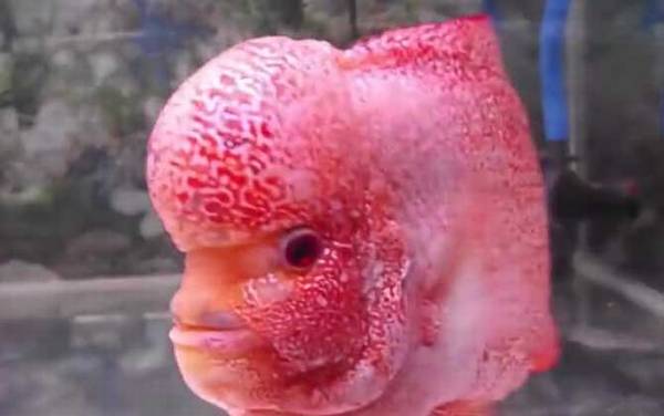 罗汉鱼是什么鱼?