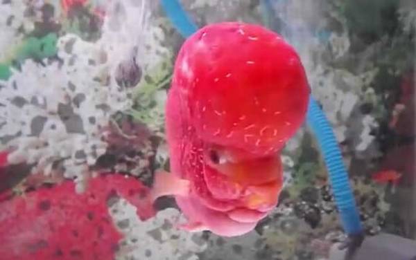 罗汉鱼是什么鱼?