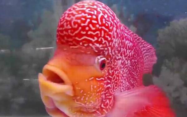 罗汉鱼是什么鱼?