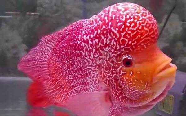 罗汉鱼是什么鱼?