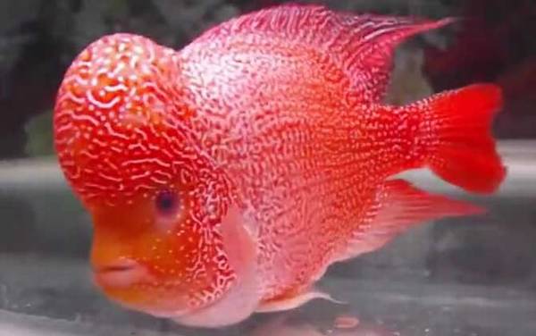 罗汉鱼怎么养起头快?