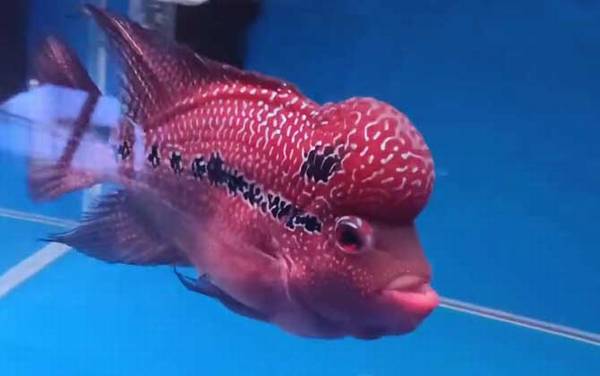 罗汉鱼怎么养起头快?