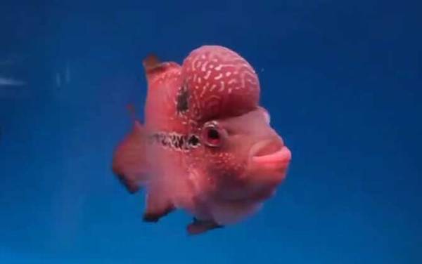 罗汉鱼怎么养起头快?