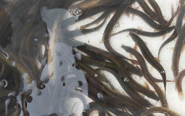 小泥鳅吃什么食物?