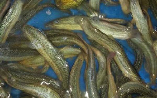 小泥鳅吃什么食物?