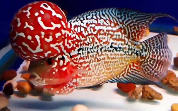 罗汉鱼价格多少钱一尾?