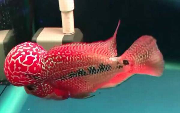 罗汉鱼价格多少钱一尾?