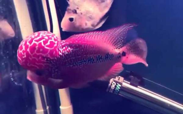 罗汉鱼价格多少钱一尾?