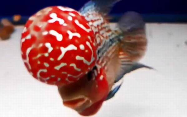 罗汉鱼价格多少钱一尾?