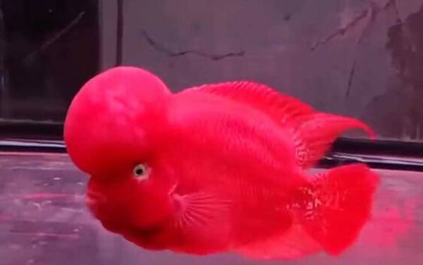 罗汉鱼多大起头?