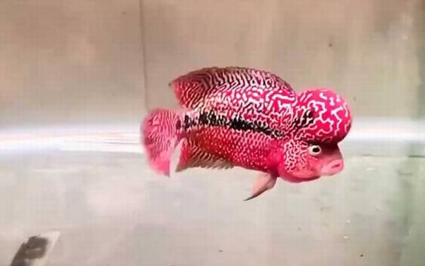 罗汉鱼多大起头?