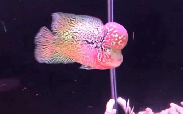 罗汉鱼的寿命有多长?