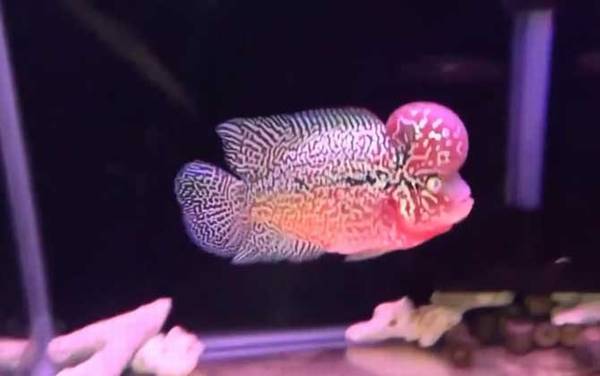 罗汉鱼的寿命有多长?