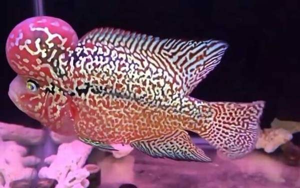 金花罗汉鱼是什么鱼?