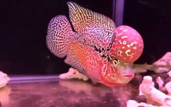 金花罗汉鱼是什么鱼?