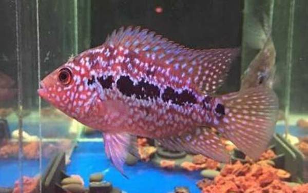 德萨斯罗汉鱼是什么鱼?
