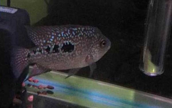 德萨斯罗汉鱼是什么鱼?