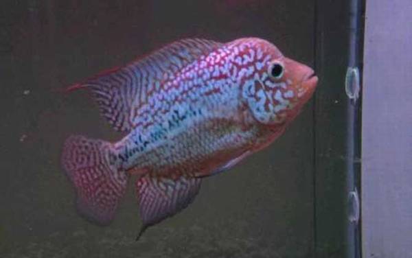 德萨斯罗汉鱼是什么鱼?